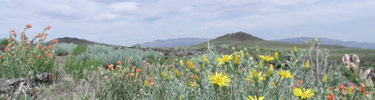 image of volcanoes and flowers