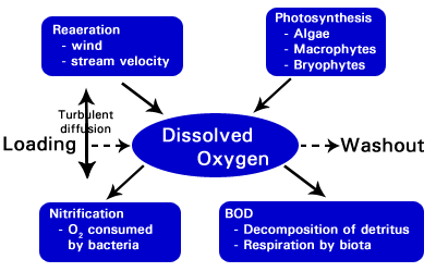 Dissolved oxygen; Inputs: Reaeration, Photosynthesis, Loading; Outputs: Nitrification, Oxygen Demand, Washout