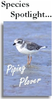Image showing piping plover, links to pipiing plover species spotlight page.