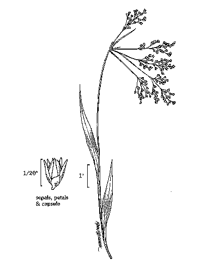 GIF -- Species Line Drawing