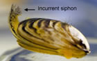 quagga mussel, incurrent siphon