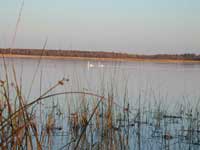 Reeds and swans at a flat lake