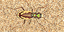 Great Sand Dunes Tiger Beetle