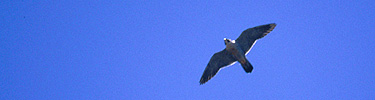 Peregrine Falcon, Photo by Lisa Lynch