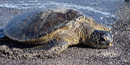 Green Sea Turtle resting on a beach.