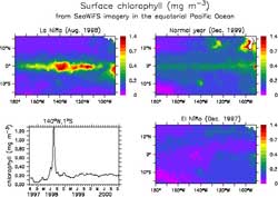 This series of images shows chlorophyll levels in the equatorial Pacific Ocean, derived from SeaWiFS data.