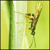 Wheat Stem Sawfly Image