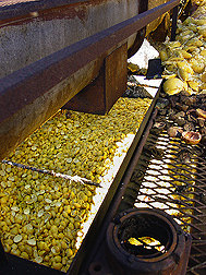 Grapefruit peels and pulp at a citrus-processing plant. Link to photo information