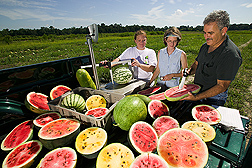 Amnon Levi, Laura Pence and Mary Ballzigler evaluate watermelon selections: Link to photo information