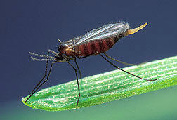 Hessian fly: Link to photo information