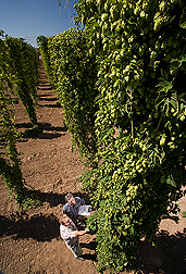 Scientists evaluate hops growing on a trellis. Link to photo information