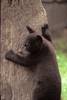 Black Bear Cub