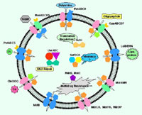 ATP-binding cassette proteins in Spiroplasma kunkelii