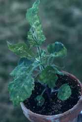 Tomato spotted wilt virus symptoms on an indicator plant