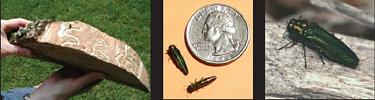 Exotic insect pest - Emerald Ash Borer beetles, and larval tunneling below tree bark.