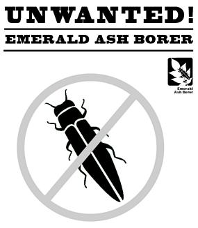 Unwanted! Emerald Ash Borer - graphic