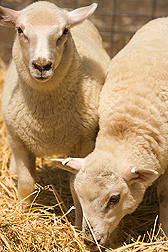 Two lambs. Link to photo information