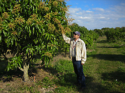 At the ARS Subtropical Horticulture Research Station in Miami, Florida, geneticist evaluates early flowering in a mango seedling selection: Click here for full photo caption.