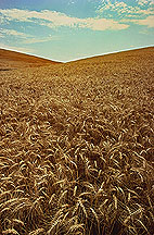 Photo: Ripening wheat on the Palouse hills of Washington. Link to photo information