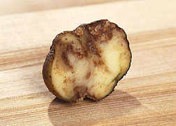 Slice of a potato infected with late blight. Link to photo information