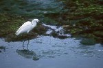 Egret