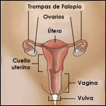 Gráfico: los órganos reproductores de la mujer