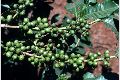 View a larger version of this image and Profile page for Coffea arabica L.