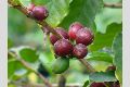 View a larger version of this image and Profile page for Coffea arabica L.