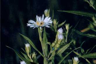 Photo of Symphyotrichum puniceum (L.) A. Löve & D. Löve var. puniceum