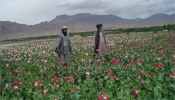 Two men walk together in poppy field. [State Dept. photo]