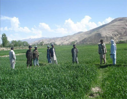 Group of men standing together in a wheat field, Badakshan Province. [State Dept. Photo]