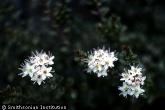 Photo of Ledum groenlandicum Oeder