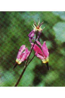 Photo of Dodecatheon pulchellum (Raf.) Merr.