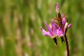 View a larger version of this image and Profile page for Dodecatheon pulchellum (Raf.) Merr.