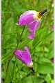 View a larger version of this image and Profile page for Dodecatheon pulchellum (Raf.) Merr.