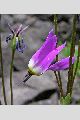 View a larger version of this image and Profile page for Dodecatheon pulchellum (Raf.) Merr.