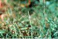 View a larger version of this image and Profile page for Muhlenbergia schreberi J.F. Gmel.