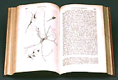 Die Cellularpathologie in ihrer Begründung auf Physiologische und Pathologische Gewebelehre, Berlin, 1858
