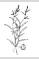 View a larger version of this image and Profile page for Polygonum hydropiperoides Michx.