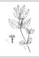 View a larger version of this image and Profile page for Ruellia strepens L.