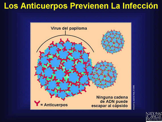 Los Anticuerpos Previenen La Infección