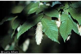 Photo of Ostrya virginiana (Mill.) K. Koch