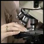 A researcher's hands as she examines a slide under a microscope.
