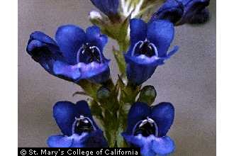 Photo of Penstemon speciosus Douglas ex Lindl.