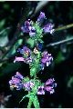 View a larger version of this image and Profile page for Penstemon speciosus Douglas ex Lindl.