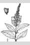 View a larger version of this image and Profile page for Teucrium canadense L.