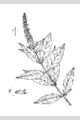 View a larger version of this image and Profile page for Teucrium canadense L.