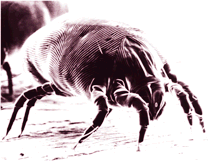 [magnified image of house dust mite]