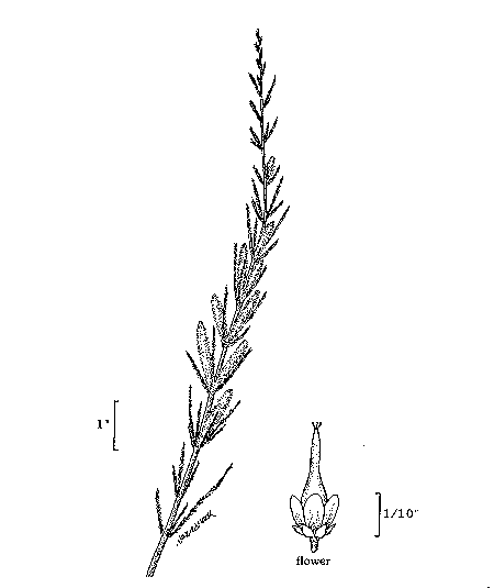 GIF -- Species Line Drawing