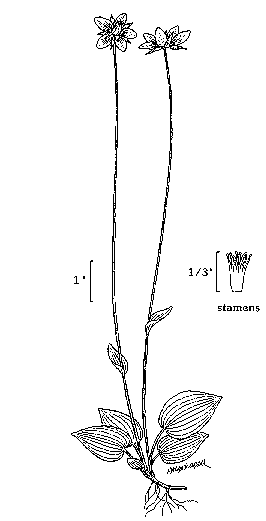 GIF -- Species Line Drawing